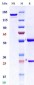 Anti-Monkeypox virus/MPXV A35R Mouse Antibody (A064)