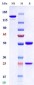 Anti-Monkeypox virus/MPXV B6R Mouse Antibody (A043)