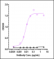 Anti-Monkeypox virus/MPXV B6R Mouse Antibody (A043)