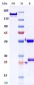 Anti-Monkeypox virus/MPXV B6R Antibody (A3)