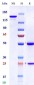 Anti-Monkeypox virus/MPXV B6R Mouse Antibody (A094)