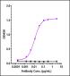 Anti-Monkeypox virus/MPXV B6R Mouse Antibody (A094)