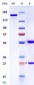 Anti-Monkeypox virus/MPXV B6R Mouse Antibody (A122)