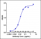 Anti-Monkeypox virus/MPXV B6R Mouse Antibody (A122)