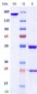 Anti-Monkeypox virus/MPXV A30L Antibody (A27)