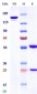 Anti-Monkeypox virus/MPXV A30L Mouse Antibody (A015)