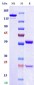 Anti-Monkeypox virus/MPXV A30L Antibody (A80)