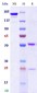 Anti-Monkeypox virus/MPXV A30L Antibody (A144)