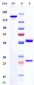 Anti-Monkeypox virus/MPXV A30L Mouse Antibody (A145)