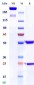 Anti-Monkeypox virus/MPXV A30L Mouse Antibody (A157)