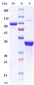 Anti-Monkeypox virus/MPXV A29L Nanobody (A062)