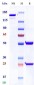 Anti-Monkeypox virus/MPXV A35R Mouse Detect antibody_2（A003）