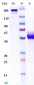 Monkeypox Virus (strain Zaire-96-I-16) M1R, mFC Tag