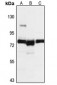 Anti-PARP12 Antibody