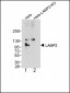 LAMP2 Antibody [Knockout Validated]