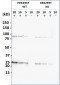 YWHAG Antibody (N-term) [Knockout Validated]