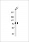 HADHA Antibody (C-term) [Knockout Validated]