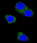 Presenilin 1 Antibody (C-term) [Knockout Validated]