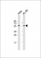 Presenilin 1 Antibody (C-term) [Knockout Validated]