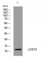 LCE1D Rabbit Polyclonal Antibody