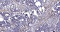 LCE1D Rabbit Polyclonal Antibody