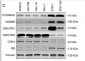 Histone H3 (Tri Methyl Lys27) Rabbit Polyclonal Antibody