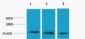 Histone H3 (Tri Methyl Lys27) Rabbit Polyclonal Antibody