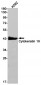 Cytokeratin 19  (8L9) Rabbit Monoclonal Antibody