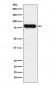 IGHD (10G6) Rabbit Monoclonal Antibody