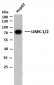 LIMK-1/2 (PTR2545) Mouse Monoclonal Antibody