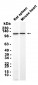 MICAL1 (13R9) Rabbit Monoclonal Antibody