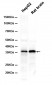 Apolipoprotein E (4Y14) Rabbit Monoclonal Antibody