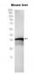 Apolipoprotein E (4Y14) Rabbit Monoclonal Antibody