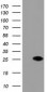 DUPD1 (DUSP27) (8Z13) Mouse Monoclonal antibody