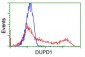 DUPD1 (DUSP27) (13A9) Mouse Monoclonal antibody