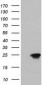 DUPD1 (DUSP27) (13A9) Mouse Monoclonal antibody