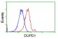 DUPD1 (DUSP27) (13A9) Mouse Monoclonal antibody