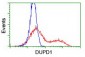 DUPD1 (DUSP27) (18V4) Mouse Monoclonal antibody