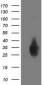 DUPD1 (DUSP27) (18V4) Mouse Monoclonal antibody