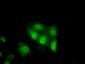 TTC32 (9P19) Mouse Monoclonal antibody