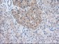 TTC32 (9P19) Mouse Monoclonal antibody