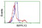 RIPPLY2 (12Q15) Mouse Monoclonal antibody