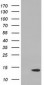 RIPPLY2 (12Q15) Mouse Monoclonal antibody