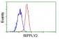 RIPPLY2 (12Q15) Mouse Monoclonal antibody