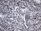 ZNF705D (4V8) Mouse Monoclonal antibody