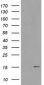 FAM127C (1O12) Mouse Monoclonal antibody