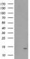 FAm127C (3L7) Mouse Monoclonal antibody