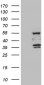 SPAG4 (17S3) Mouse Monoclonal antibody