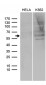 SPAG4 (17S3) Mouse Monoclonal antibody