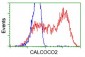 CALCOCO2 (14R16) Mouse Monoclonal antibody